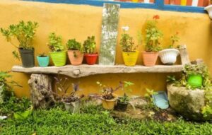 Apps que reconocen flora al instante