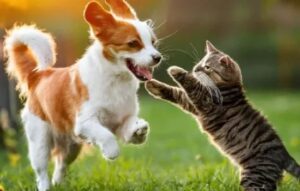 Adiestramiento positivo al alcance de tu mano